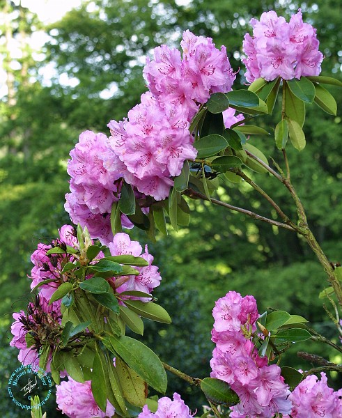 Rhododendron 8T97D-17.JPG